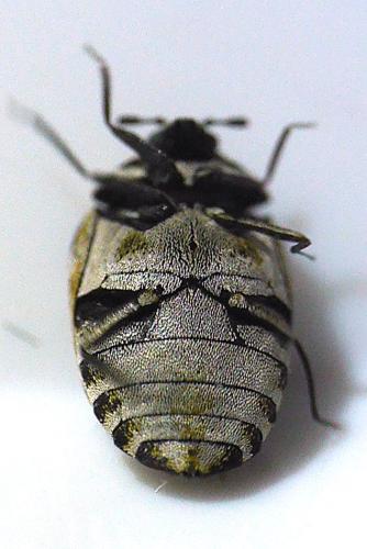 Réf. 337 504 : Anthrenus verbasci